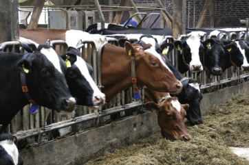Союзмолоко просит вывести животноводство из закона о парниковых газах
